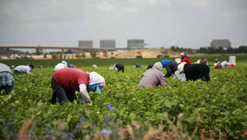 L’agricoltura italiana che sfrutta la mano d’opera: il “caporalato”