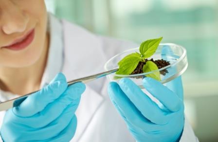 Bioeconomia e sostenibilità